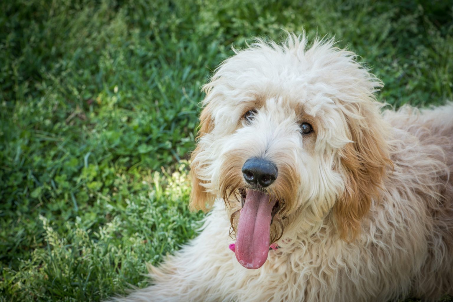 Goldendoodle Color Chart