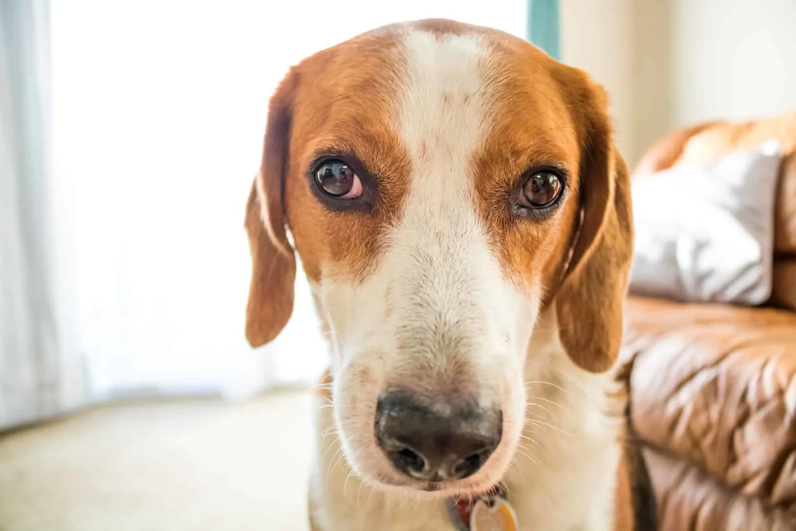 coonhound beagle mix
