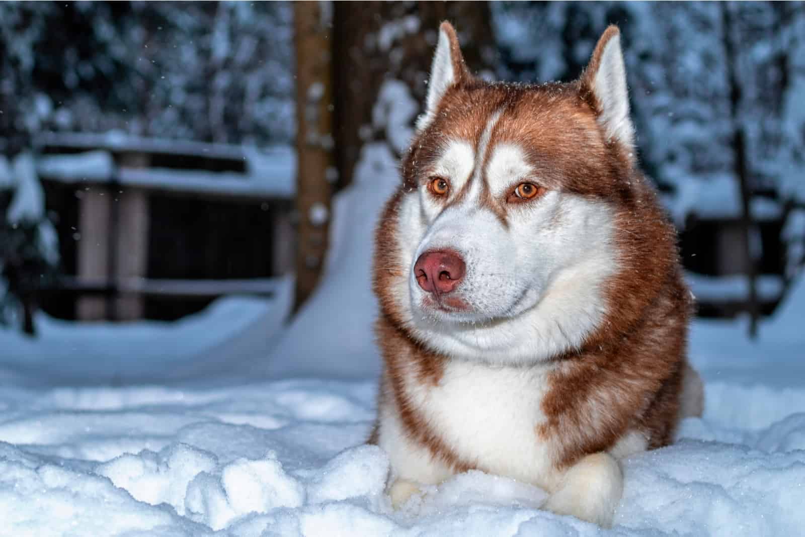 red husky with blue eyes