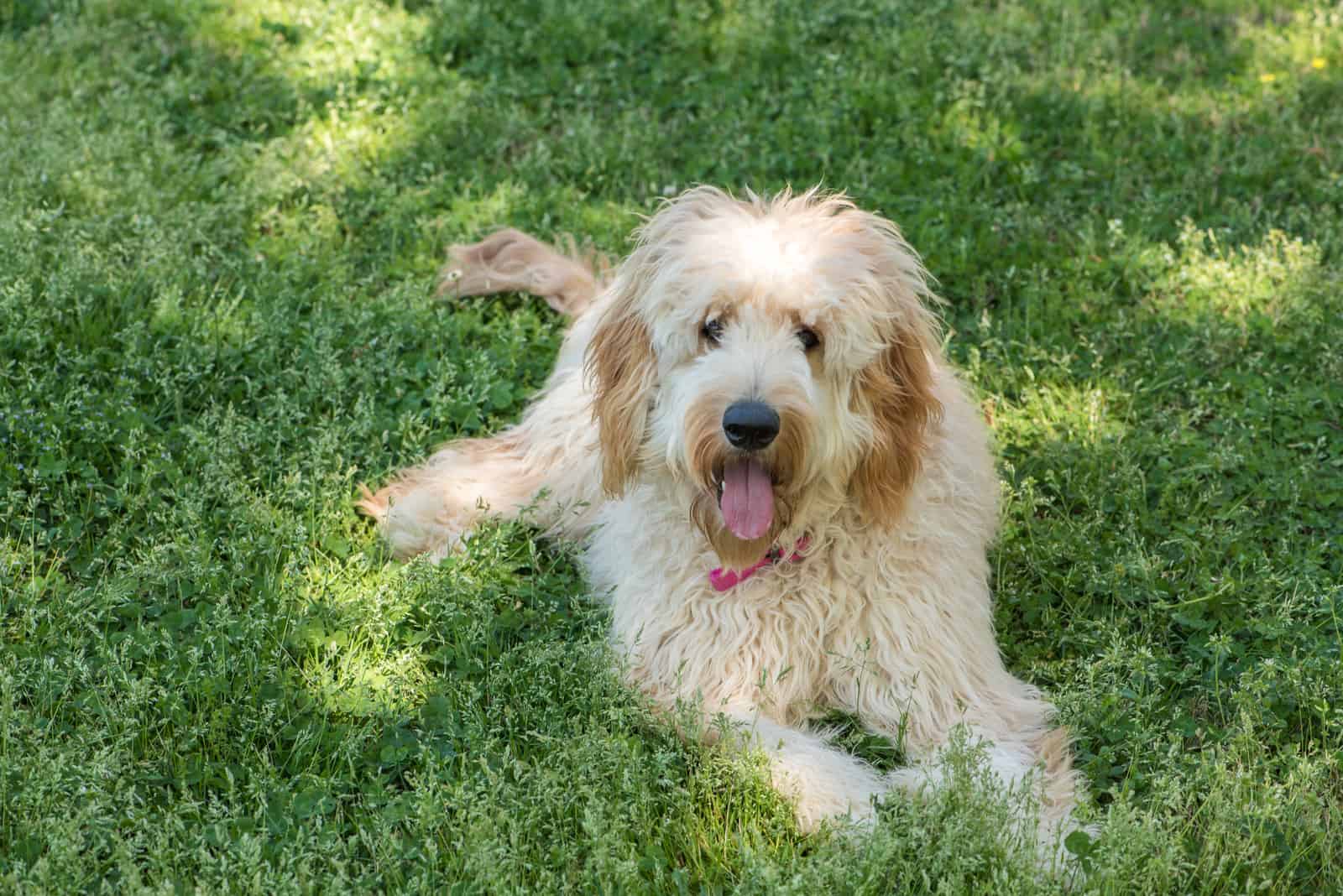 The Ultimate Guide To Gorgeous Goldendoodle Colors