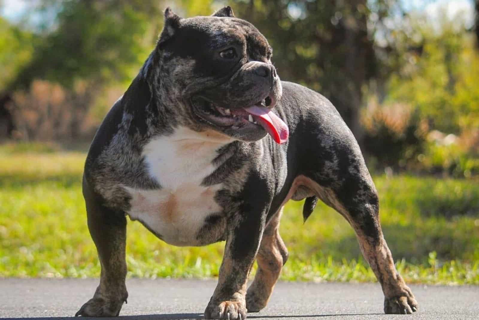 Merle Pitbull Controversial Color Of A Controversial Breed