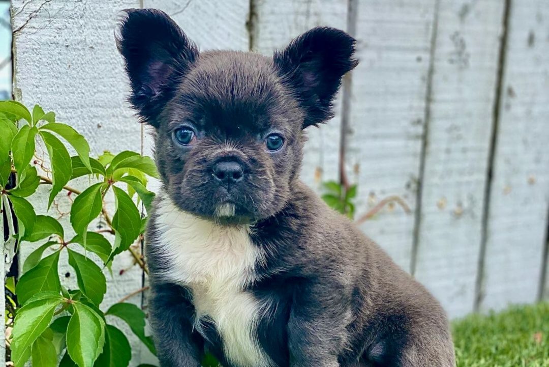 fluffy-frenchie-all-you-need-to-know-about-this-unusual-pup