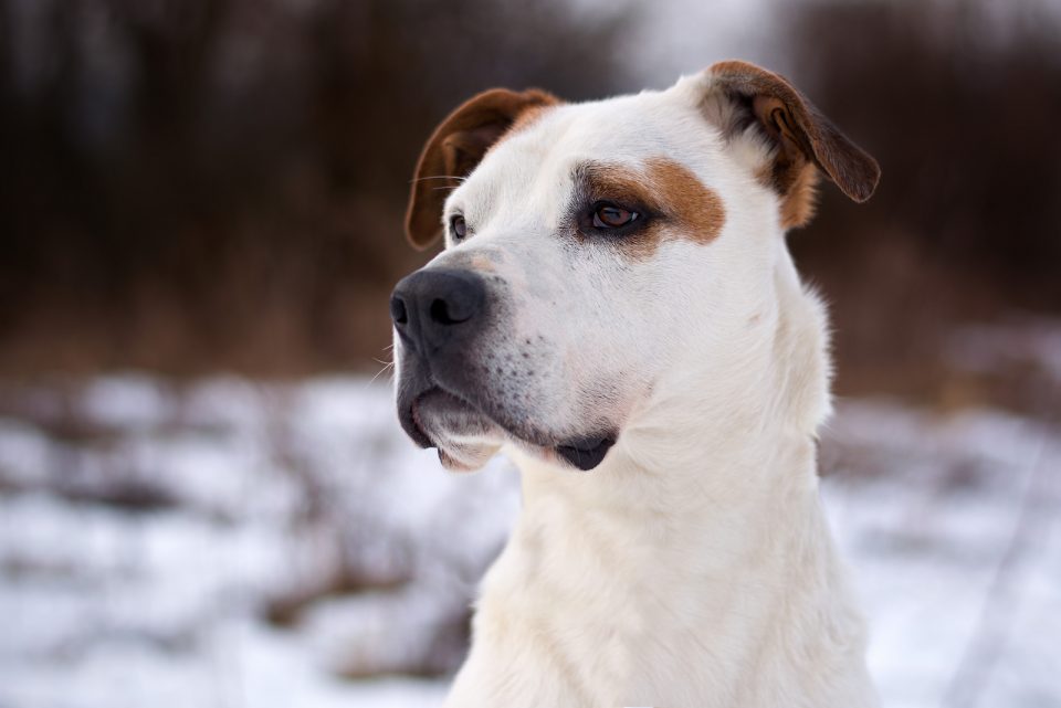 Jack Russell Pit Bull Mix: All You Need To Know