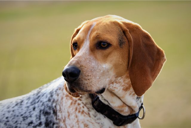 Coonhound Beagle Mix – Is This The Best Beagle Mix?