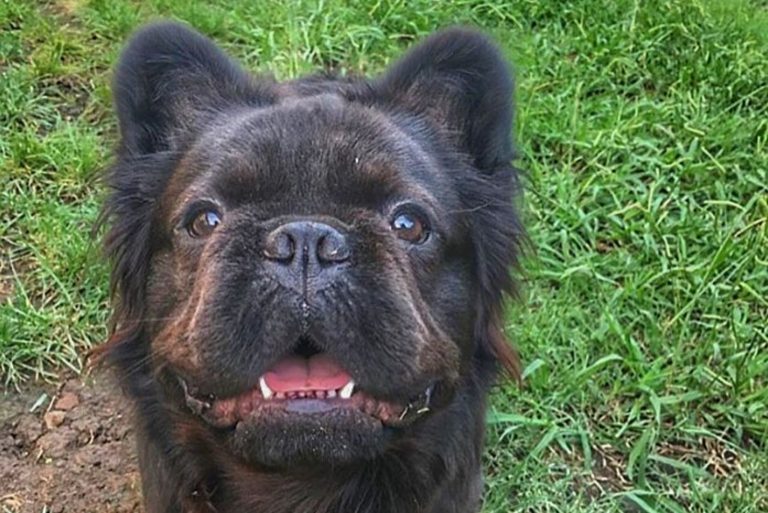 Fluffy Frenchie: All You Need To Know About This Unusual Pup