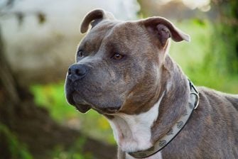 Gotti Pitbull – A Family-favorite Pitbull Bloodline