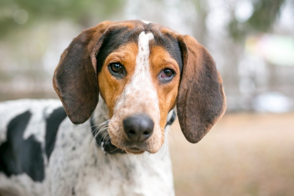 Coonhound Beagle Mix – Is This The Best Beagle Mix?