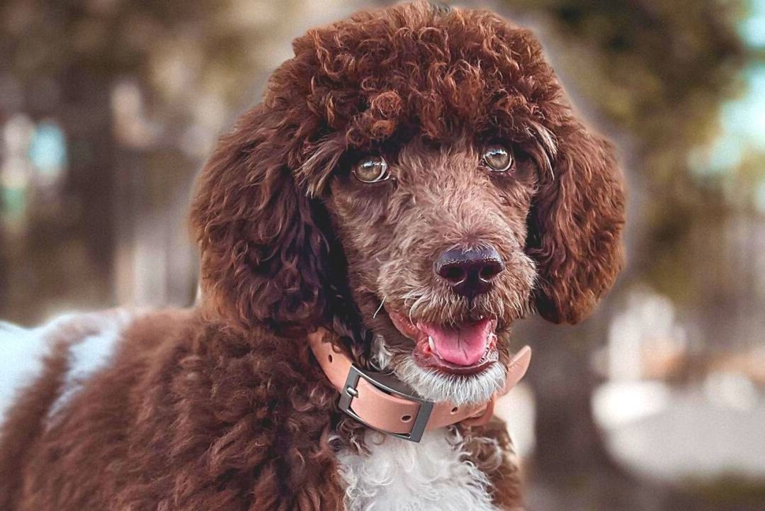 Parti Poodle: A Fun Version Of The Standard Poodle Or A Breed On Its Own?