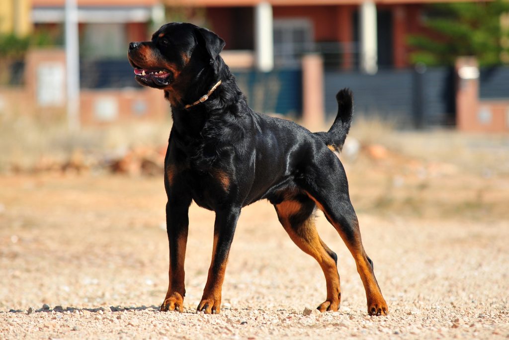 Rottweiler Tail Docking: Is It Justified Or Cruel?