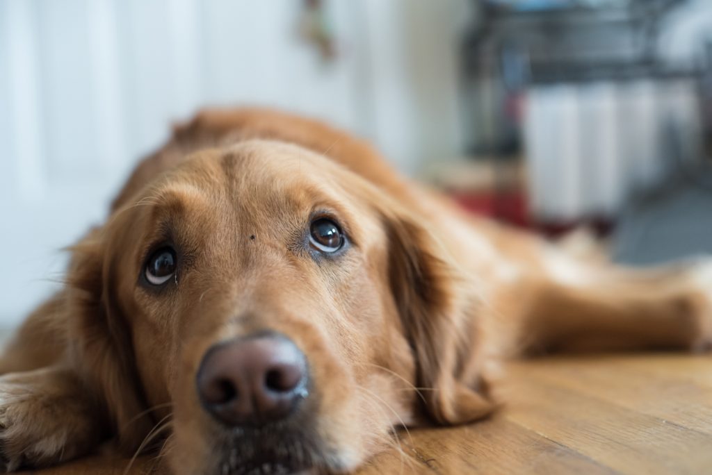 Dog Ate Condom: Should You Be Worried If This Happens?