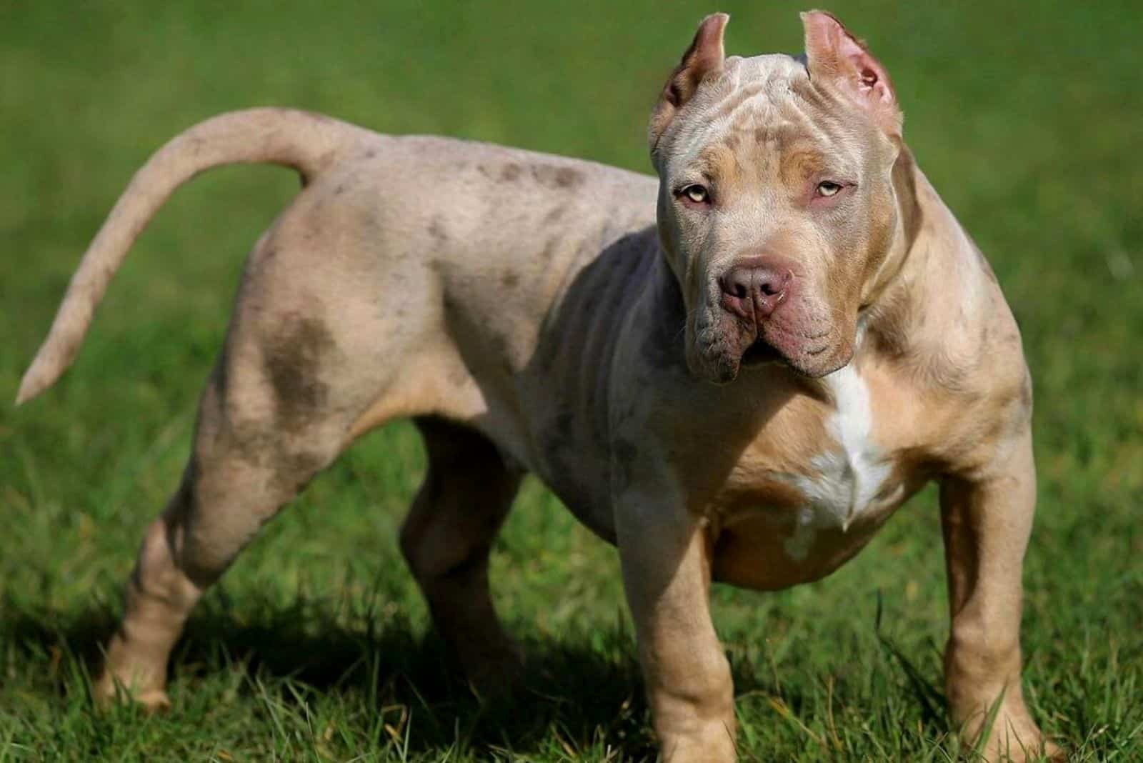 Merle Pitbull Controversial Color Of A Controversial Breed