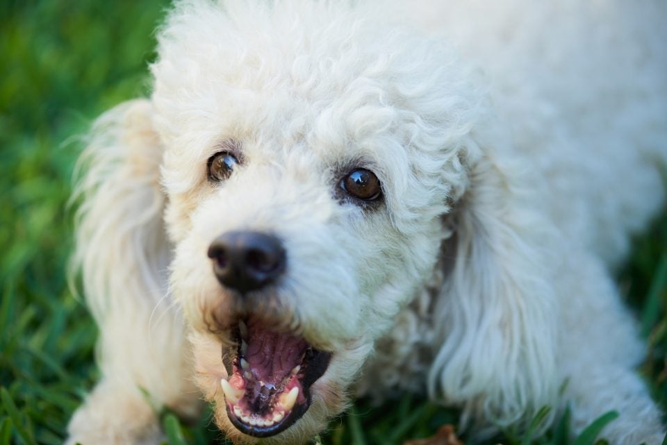 moyen-poodles-14-questions-answered-about-these-curly-furballs