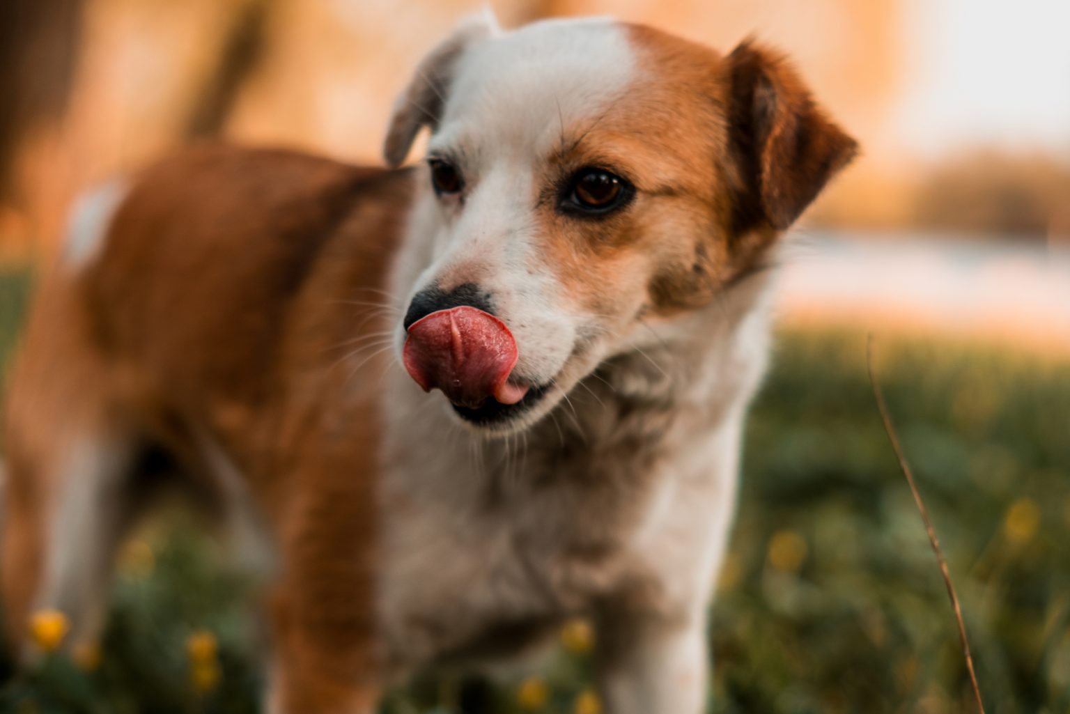 Dog Ate Condom: Should You Be Worried If This Happens?