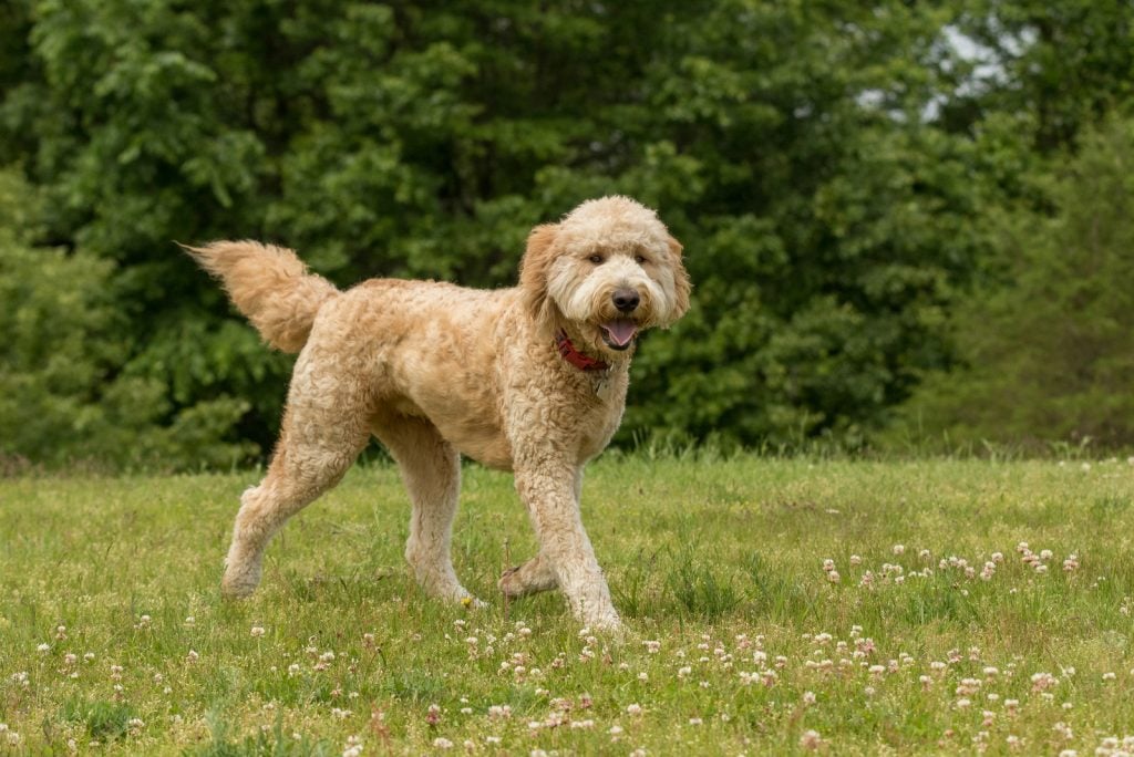 Mini Goldendoodle Lifespan Average Life Expectancy And Health Concerns