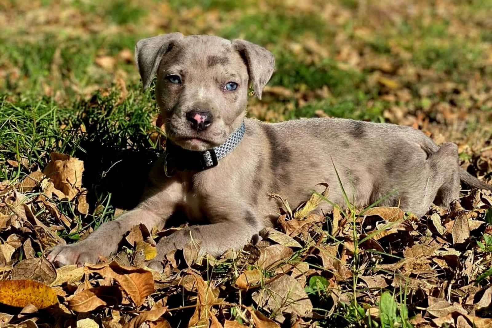 Merle Pitbull: Controversial Color Of A Controversial Breed