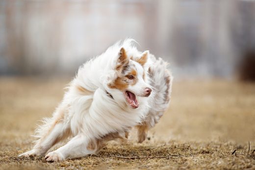 Are Australian Shepherds Good With Kids? A Guide For Parents