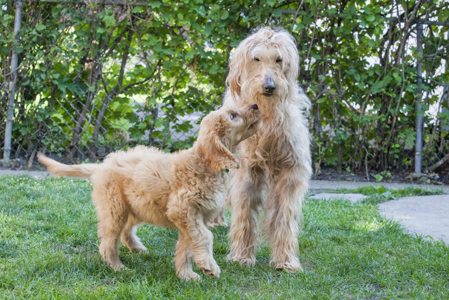 The Goldendoodle Lifespan: How Long Do Goldendoodles Live?