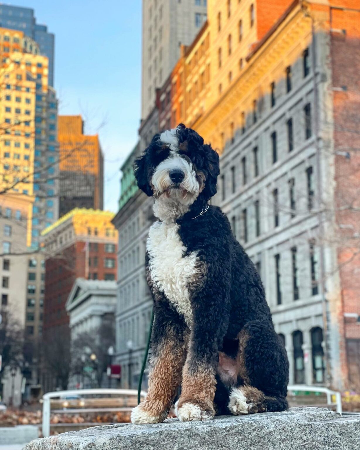 15+ Bernedoodle Colors And Coat Patterns Explained