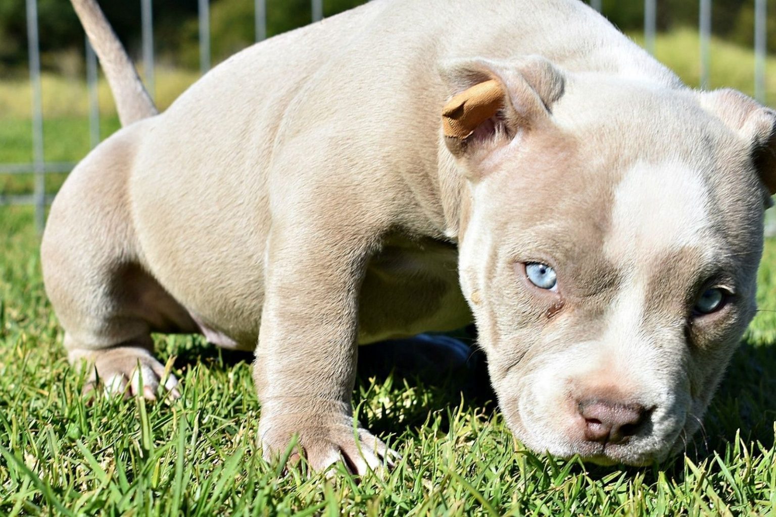 Fawn Tri Color Pitbull