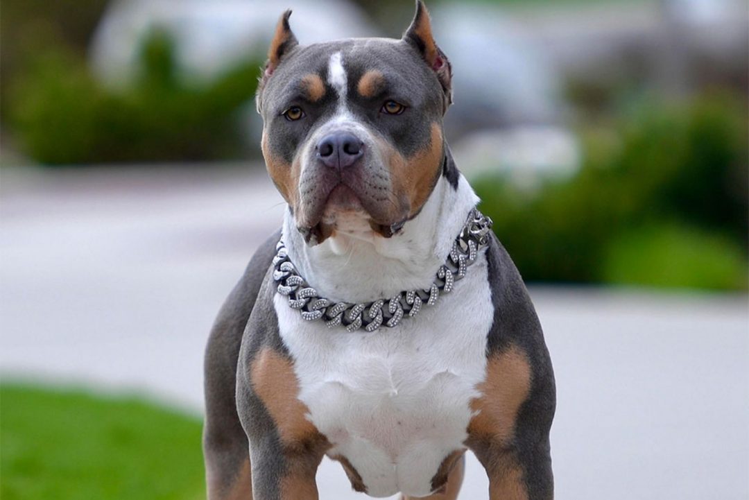 Blue Tri Pitbull Puppies for Sale - wide 2