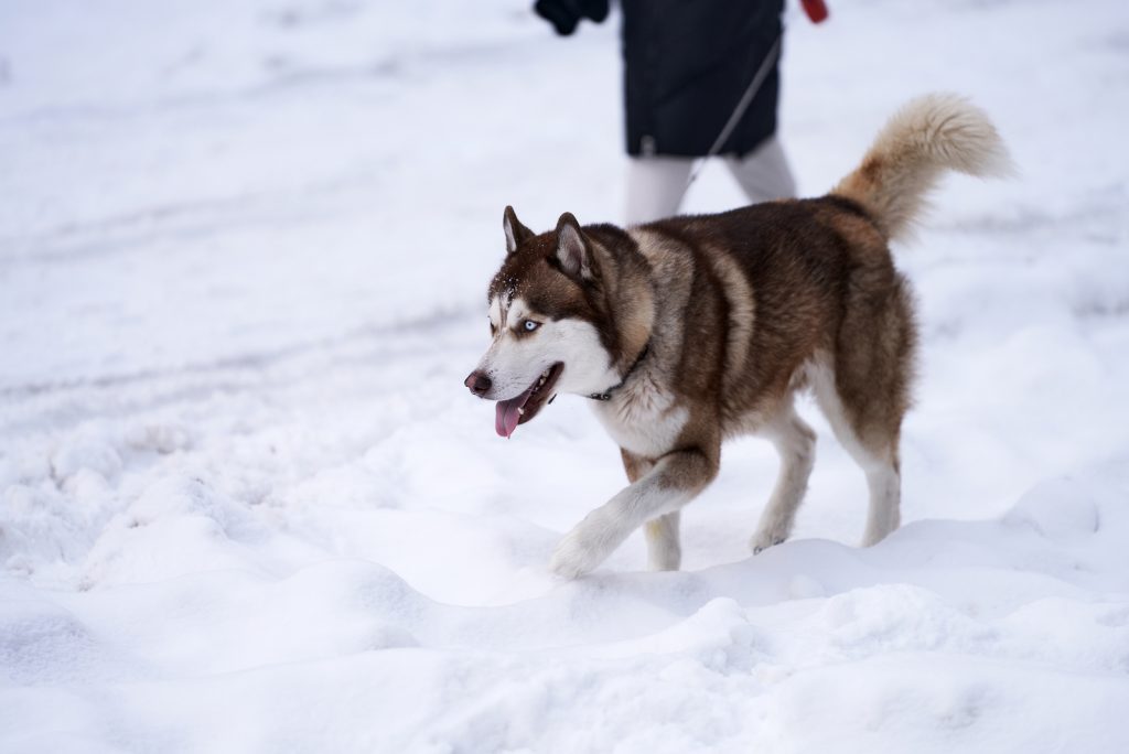 Brown Husky - All About This Gorgeous Siberian Husky Color