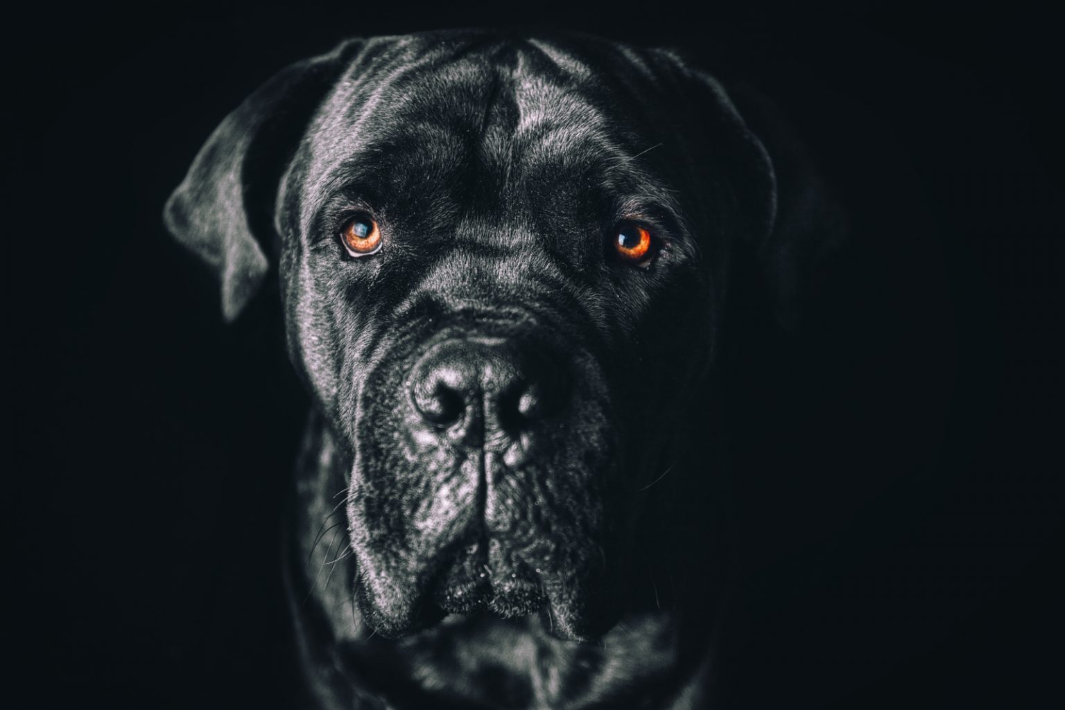 The Complete Guide To The World Of Cane Corso Colors