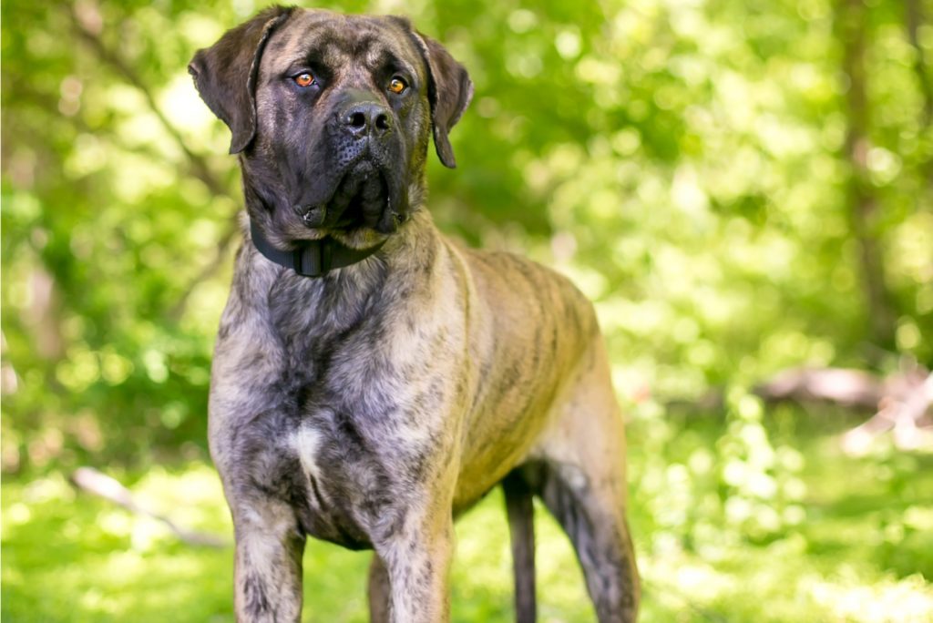 The Complete Guide To The World Of Cane Corso Colors