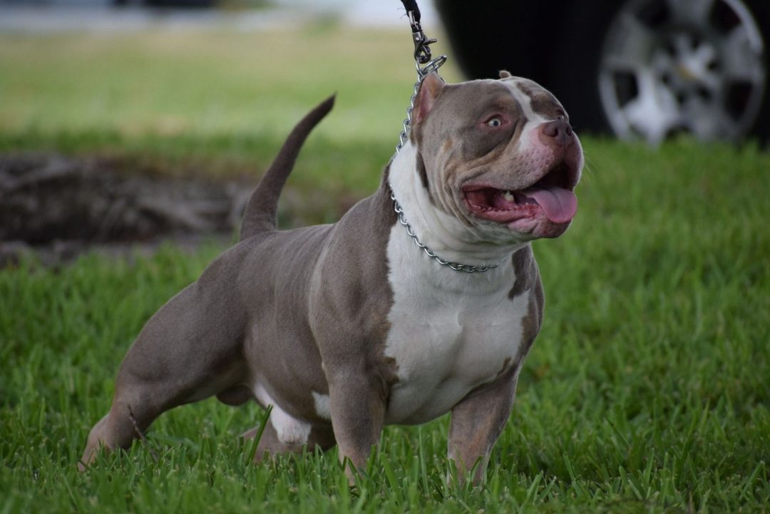 Tri Color Pitbull – What Color Combinations Are There?