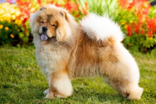 Do Chow Chows Shed? Grooming Advice For Chow Chow Owners