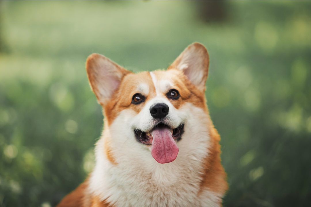 How Much Do Corgis Cost? Prices And Expenses Calculated