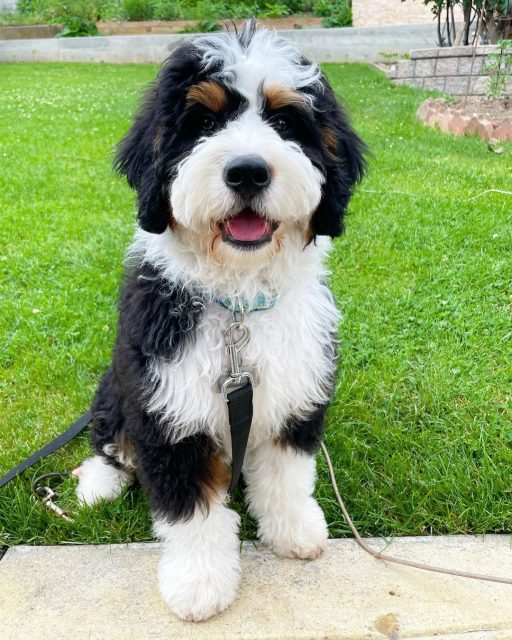 Bernedoodle Colors: Most Common, Most Expensive, And The Rarest