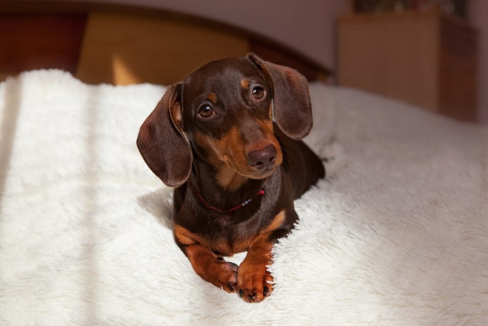 Why Do Dachshunds Shake? The Common Reasons And Remedies