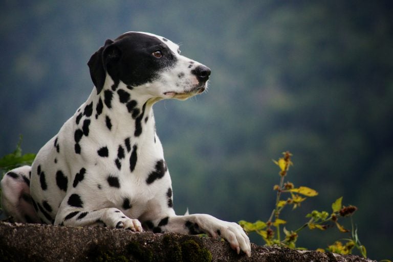 Dalmatian Lifespan: Exploring Dalmatian Life Expectancy