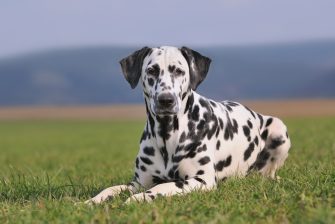 dalmatian lifespan