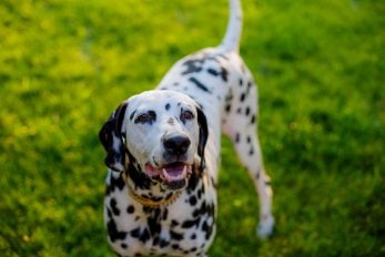 Dalmatian Lifespan: Exploring Dalmatian Life Expectancy