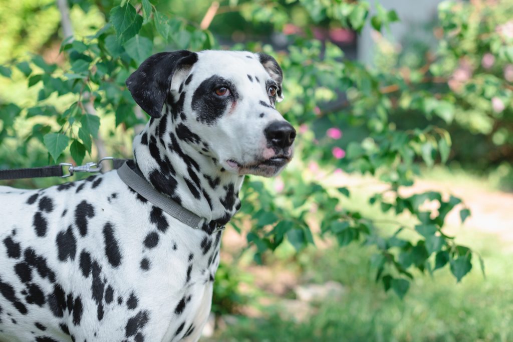 Dalmatian Lifespan Exploring Dalmatian Life Expectancy