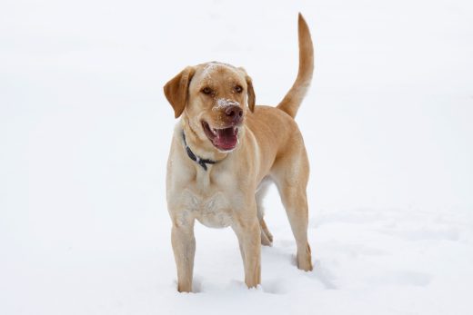 Dudley Labrador: Everything You Need To Know About This Dog