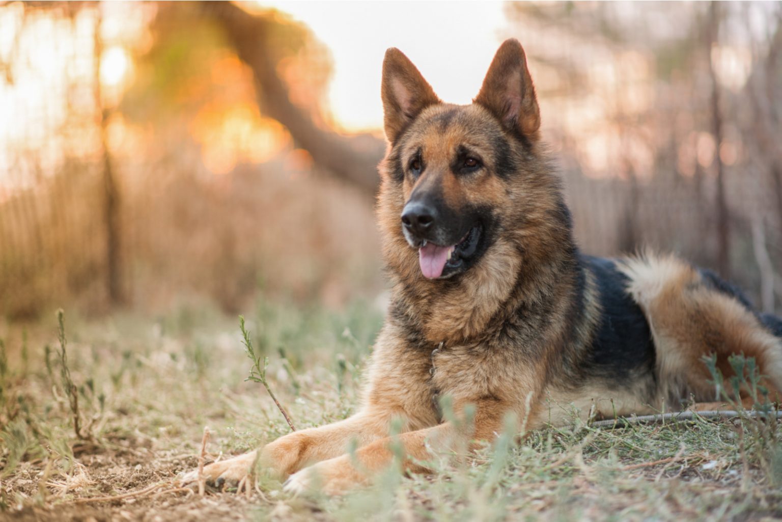 7-facts-about-the-german-shepherd-animalso