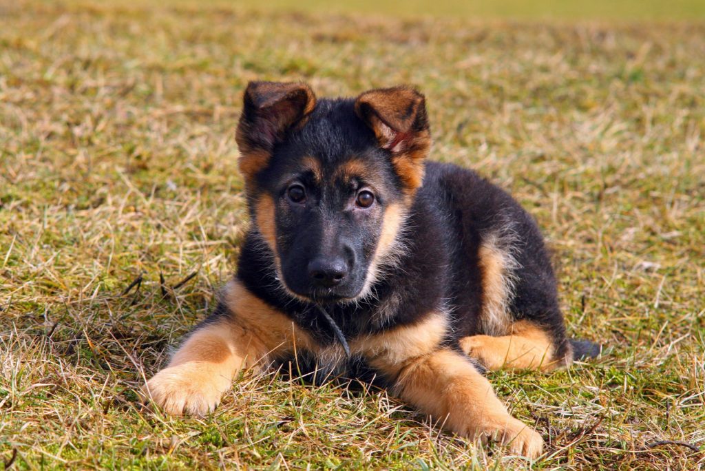 how-much-do-german-shepherds-cost-german-shepherd-price-and-expenses