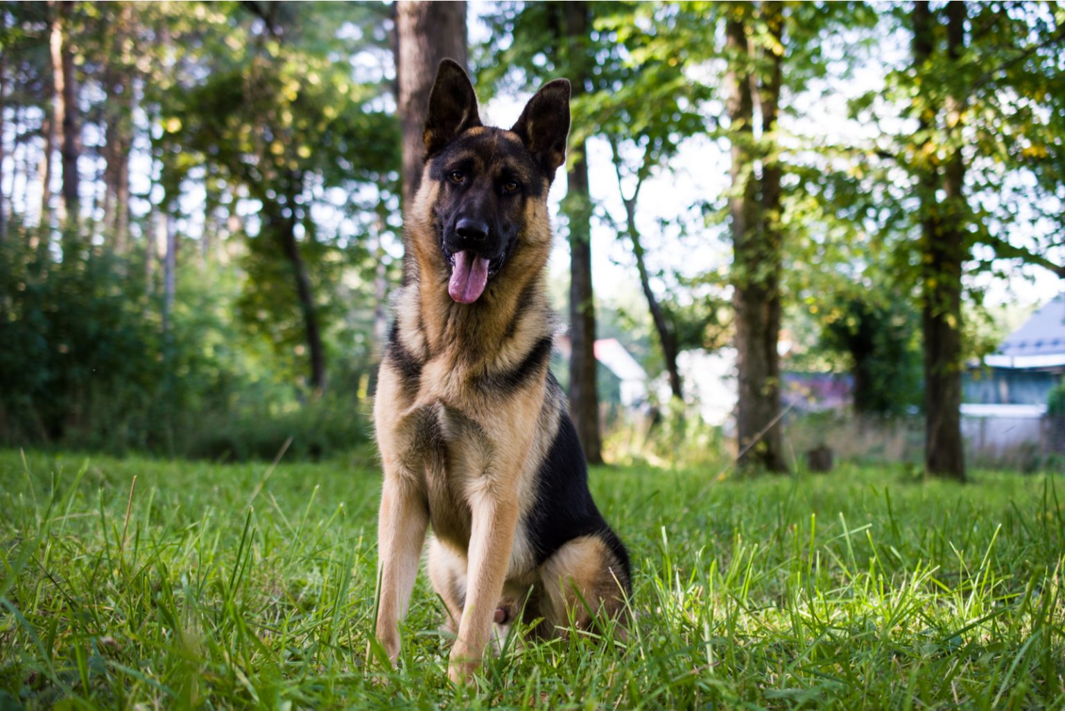 how-much-do-german-shepherds-cost-german-shepherd-price-and-expenses