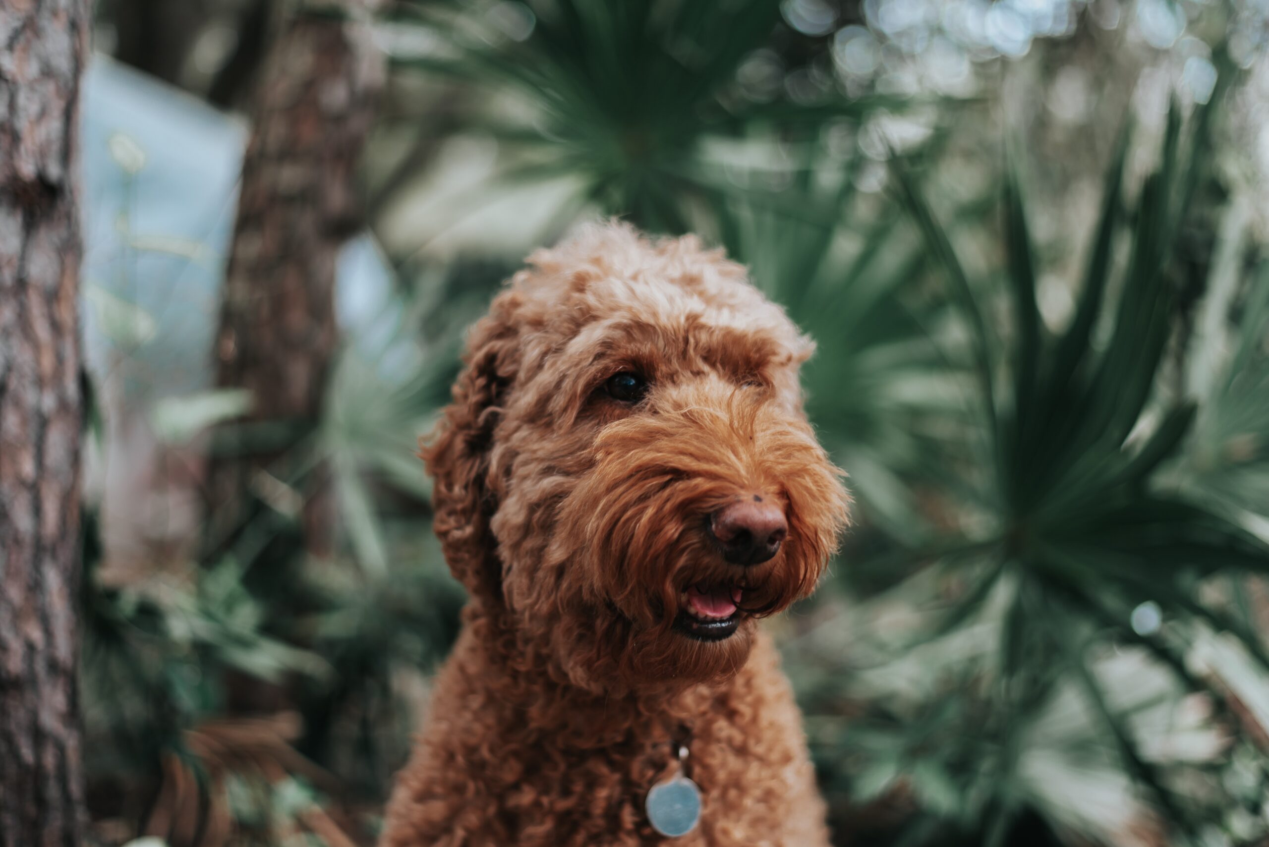 goldendoodle in nature