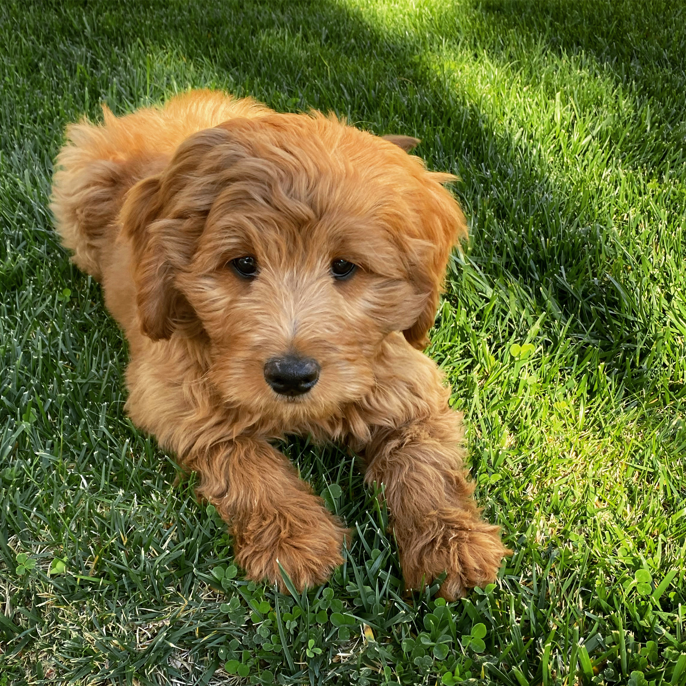 goldendoodle puppy in the grass