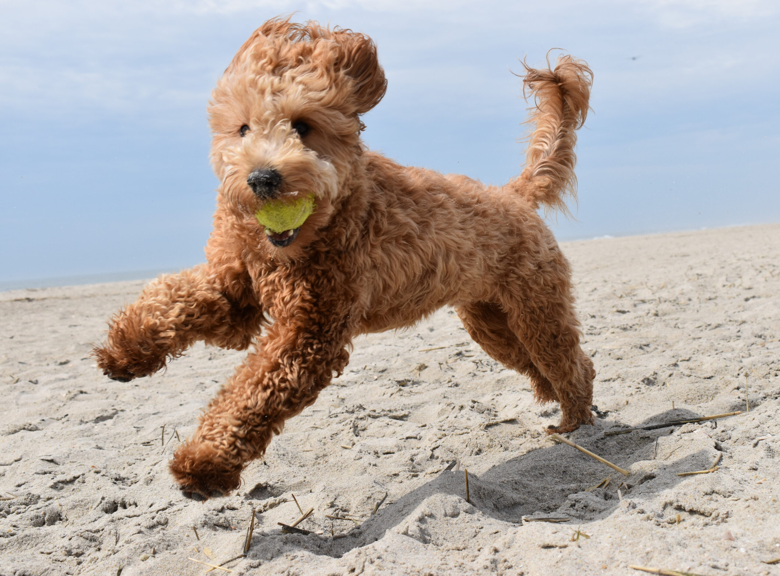 goldendoodle running on a beach