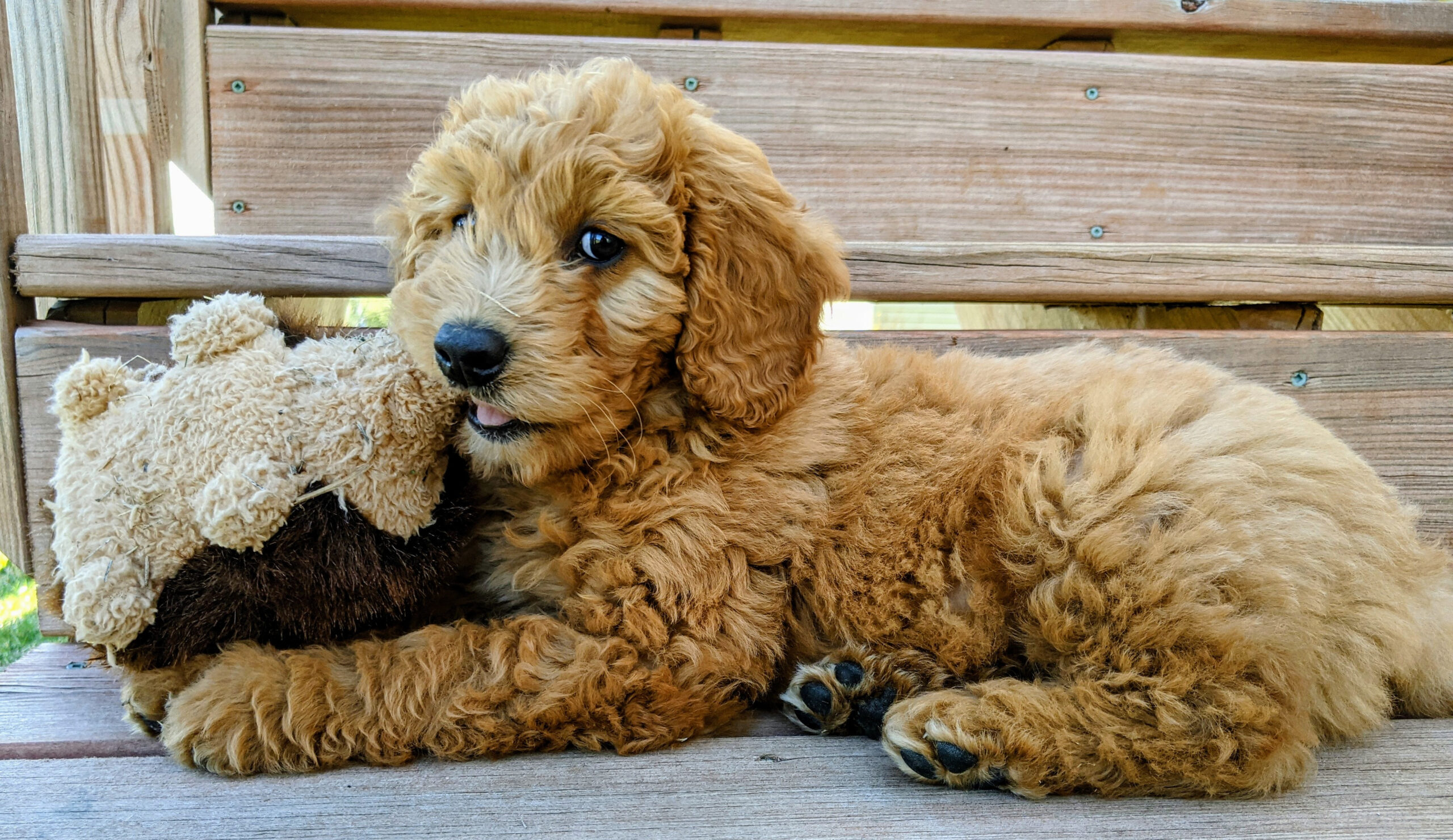 goldendoodle puppy lying on a bench