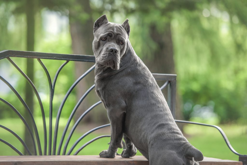 12 Cane Corso Colors An Array Of Stunning Shades