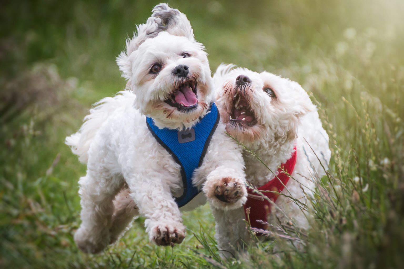 Do Cavachons Shed? What Causes Excessive Shedding In These Dogs?