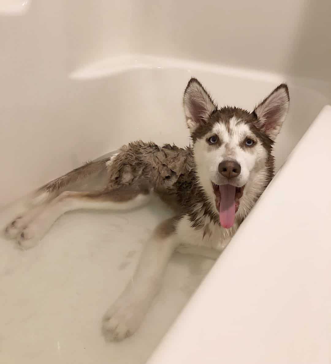 how often bathe husky