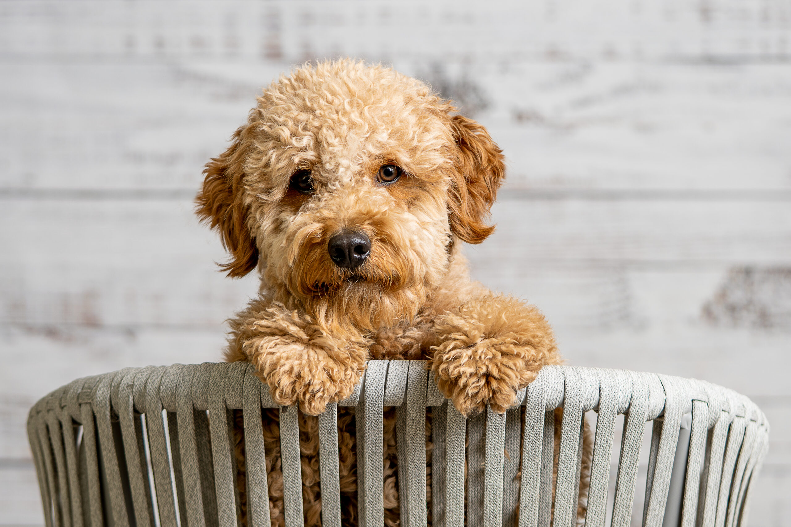 mini goldendoodle puppy