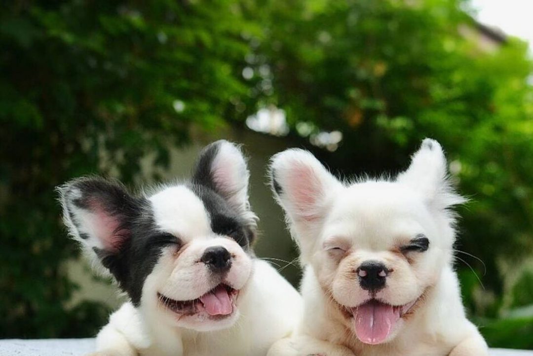 fluffy-frenchie-all-you-need-to-know-about-this-unusual-pup