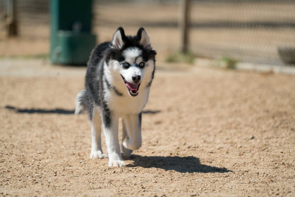 Pomsky lifespan: A Guide To Taking Care Of Your Huskeranian